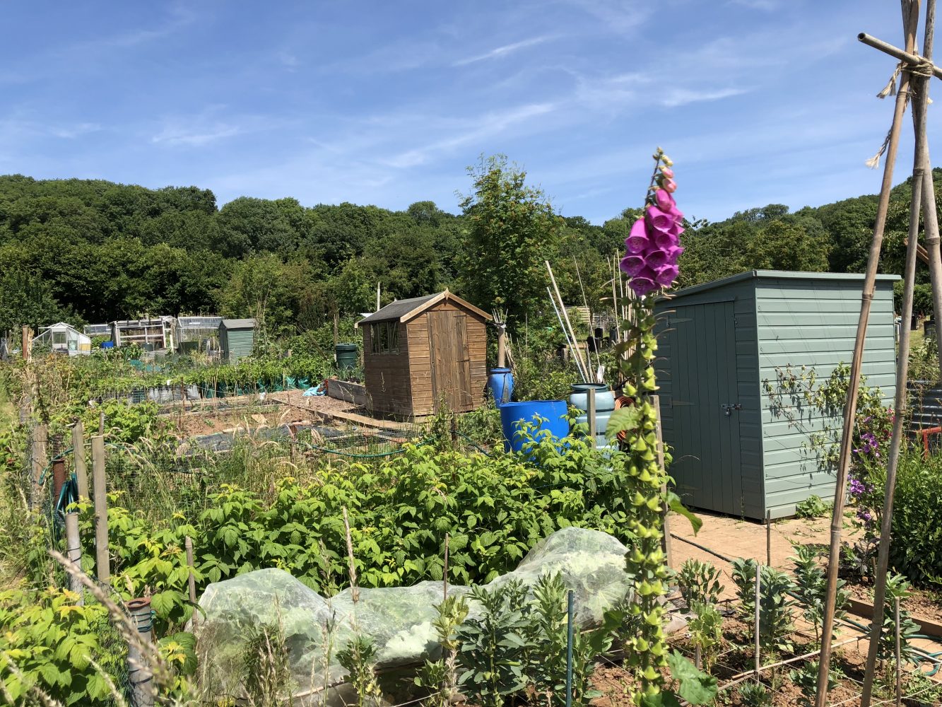 Photo of Dinas Powys Allotments